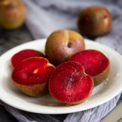 Elephant Heart Plum Tree -Nature Garden Store Elephant Heart Plum 1