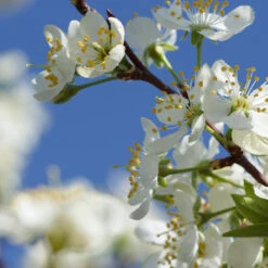 Elephant Heart Plum Tree -Nature Garden Store Elephant Heart Plum 2