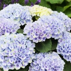 Elizabeth Ashley Hydrangea Shrub -Nature Garden Store Elizabeth Ashley 1