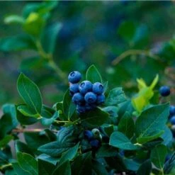 Elliot Blueberry Bush -Nature Garden Store Elliot Blueberry 450 D1