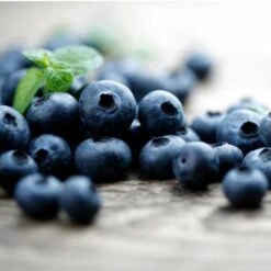 Elliot Blueberry Bush -Nature Garden Store Elliot Blueberry 450 D2