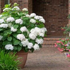 Endless Summer® Blushing Bride Bigleaf Hydrangea Shrub 10 Endless Summer® Blushing Bride Bigleaf Hydrangea Shrub -Nature Garden Store Endless Summer Blushing Bride 3 FGT