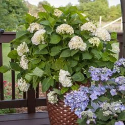 Endless Summer® Blushing Bride Bigleaf Hydrangea Shrub 11 Endless Summer® Blushing Bride Bigleaf Hydrangea Shrub -Nature Garden Store Endless Summer Blushing Bride 5