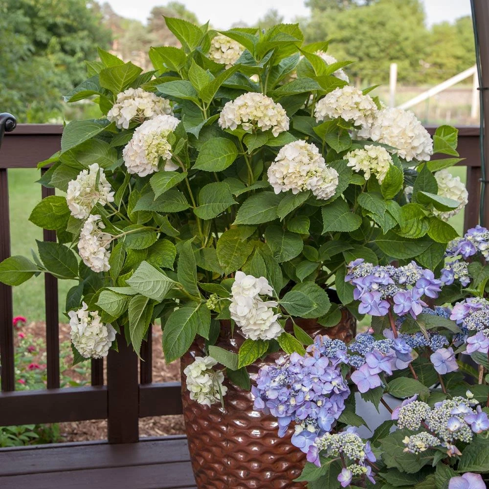 Endless Summer® Blushing Bride Bigleaf Hydrangea Shrub 7 Endless Summer® Blushing Bride Bigleaf Hydrangea Shrub - Image 5
