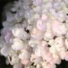 Endless Summer® Blushing Bride Bigleaf Hydrangea Shrub -Nature Garden Store Endless Summer Blushing Bride FGT 600x600 0ebe554a 6f66 4976 a54a 228202945329