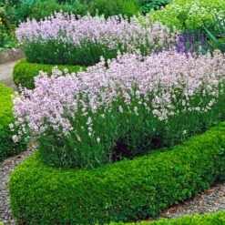 English Boxwood Shrub 11 English Boxwood Shrub -Nature Garden Store English Boxwood 4
