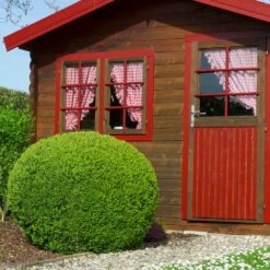 English Boxwood Shrub 15 English Boxwood Shrub -Nature Garden Store English Boxwood 6 FGT