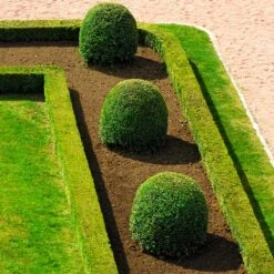 English Boxwood Shrub 13 English Boxwood Shrub -Nature Garden Store English Boxwood 7