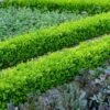 English Boxwood Shrub -Nature Garden Store English Boxwood FGT 600x600 859093e7 609f 4eba 869a 4dcbfc608a37
