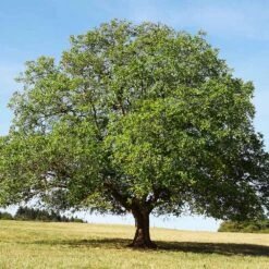 English Walnut Tree -Nature Garden Store English Carpathian Walnut 4 FGT