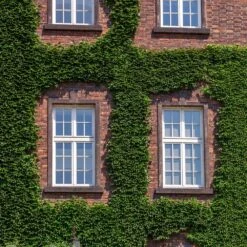 English Ivy Vine -Nature Garden Store English Ivy 2 FGT