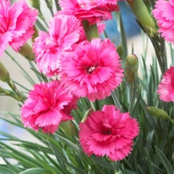 Scent First® Eternity Dianthus Plant -Nature Garden Store Eternity Dianthus 2