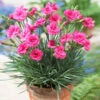 Scent First® Eternity Dianthus Plant 2 Scent First® Eternity Dianthus Plant -Nature Garden Store Eternity Dianthus 600x600 9a3a8ce8 7f38 480f 88b0 75bdfac7e163