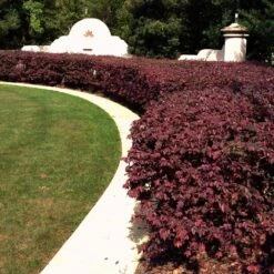 'Ever Red' Loropetalum 9 'Ever Red' Loropetalum -Nature Garden Store Ever Red Lorepetalum 3