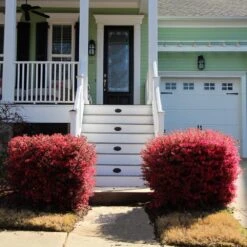 'Ever Red' Loropetalum 11 'Ever Red' Loropetalum -Nature Garden Store Ever Red Lorepetalum 4