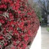 'Ever Red' Loropetalum -Nature Garden Store Ever Red Lorepetalum FGT 600x600 047d9fa6 0bc7 421f be3c da3170e44193