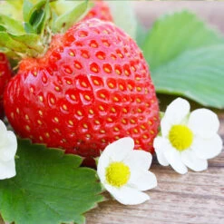 Everbearing Strawberry - USDA Organic -Nature Garden Store Everbearing Strawberry 3 FGT d3338e88 8339 4e56 9059 0189b64ead59