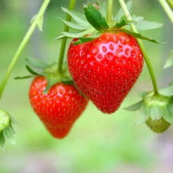 Everbearing Strawberry - USDA Organic -Nature Garden Store Everbearing Strawberry 7 FGT