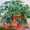 Everbearing Strawberry -Nature Garden Store Everbearing Strawberry FGT 600x600 d3ea4566 ff7c 47fc bfc2 575f68c20c87