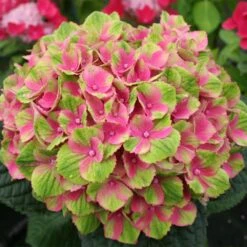 Everlasting® Amethyst Hydrangea Shrub -Nature Garden Store Everlasting Amethyst Hydrangea 2
