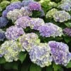 Everlasting® Amethyst Hydrangea Shrub 1 Everlasting® Amethyst Hydrangea Shrub -Nature Garden Store Everlasting Amethyst Hydrangea 3