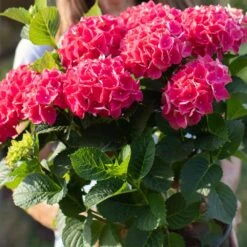 Everlasting® Crimson Ruby Hydrangea Shrub -Nature Garden Store Everlasting Crimson Ruby 4