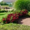Everlasting® Crimson Ruby Hydrangea Shrub -Nature Garden Store Everlasting Crimson Ruby FGT 600x600 c96daa38 25e0 4479 82e2 43e6cd49daaf
