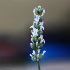 Lavender Exceptional™ -Nature Garden Store Exceptional Lavender 2