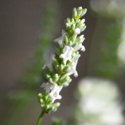 Lavender Exceptional™ -Nature Garden Store Exceptional Lavender 5