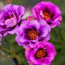 Eyeconic® Plum Lemonade Rose 9 Eyeconic® Plum Lemonade Rose -Nature Garden Store Eyeconic Plum Lemonade Rose 2