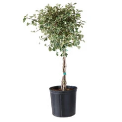 Variegated Ficus Triangularis Tree 9 Variegated Ficus Triangularis Tree -Nature Garden Store FIC TRT 34 3 BRD