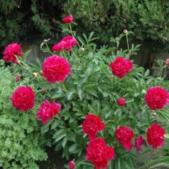 Felix Crousse Peony 7 Felix Crousse Peony -Nature Garden Store Felix Crousse Peony 1