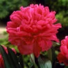 Felix Crousse Peony 2 Felix Crousse Peony -Nature Garden Store Felix Crousse Peony FGT 600x600 bc6525ef ac09 4cd7 8daa 65a114741091