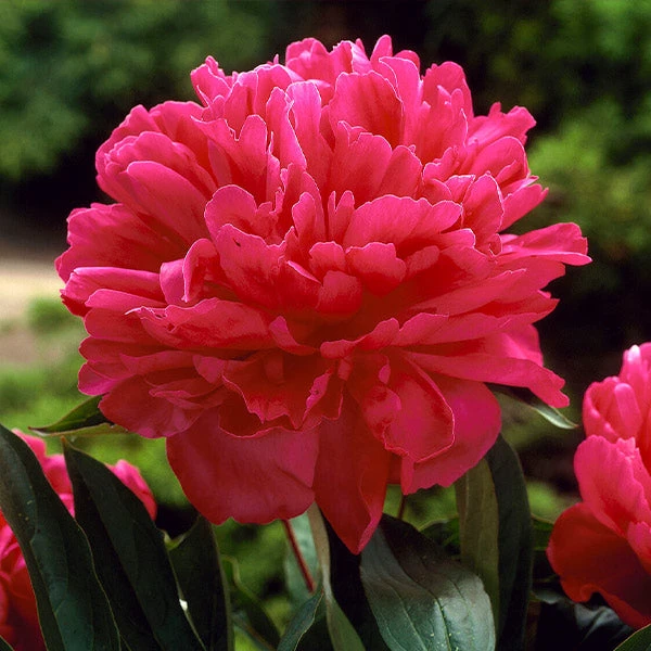 Felix Crousse Peony 3 Felix Crousse Peony