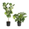 Monstera Deliciosa And Fiddle Leaf Fig Combo -Nature Garden Store Fiddle Swiss Combo 3GMon 3 4 Fig 600x600 1c3c9ad7 692d 418a b0f3 48f3822268e1