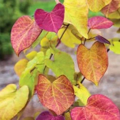 Flame Thrower® Redbud Tree -Nature Garden Store Flame Thrower Redbud 3