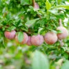 Flavor King® Pluot Tree -Nature Garden Store Flavor King Pluot 600x600 c06c75de fe35 40f1 944d dd989b8bb2ba