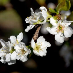 Flavor Queen Pluot® 10 Flavor Queen Pluot® -Nature Garden Store Flavor Queen Pluot 3