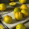 Flavor Queen Pluot® -Nature Garden Store Flavor Queen Pluot 600x600 18b72b03 835e 4869 a6be 9efd002ef904