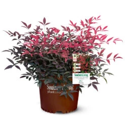 Flirt™ Nandina Shrub 12 Flirt™ Nandina Shrub -Nature Garden Store Flirt Nandina 5