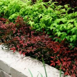 Flirt™ Nandina Shrub 11 Flirt™ Nandina Shrub -Nature Garden Store Flirt Nandina BB 2