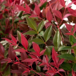 Flirt™ Nandina Shrub 10 Flirt™ Nandina Shrub -Nature Garden Store Flirt Nandina FGT 6