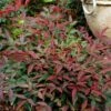 Flirt™ Nandina Shrub 1 Flirt™ Nandina Shrub -Nature Garden Store Flirt Nandina FGT 600x600 c6f1b96c ea7c 42fb ad5c 9b651418a0af