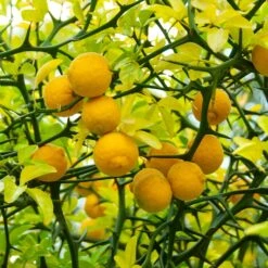 Nature Garden Store 9 Nature Garden Store -Nature Garden Store Flying Dragon Trifoliate orange 1