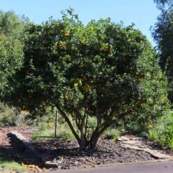 Hardy Orange Tree 'Flying Dragon' -Nature Garden Store Flying Dragon Trifoliate orange 11 FGT