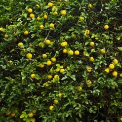 Hardy Orange Tree 'Flying Dragon' -Nature Garden Store Flying Dragon Trifoliate orange 2