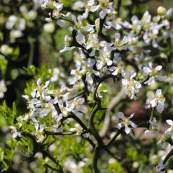 Hardy Orange Tree 'Flying Dragon' -Nature Garden Store Flying Dragon Trifoliate orange 3 FGT