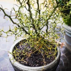 Hardy Orange Tree 'Flying Dragon' -Nature Garden Store Flying Dragon Trifoliate orange 7