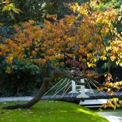 Forest Pansy Redbud 11 Forest Pansy Redbud -Nature Garden Store Forest Pansy Redbud 2