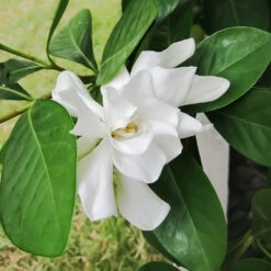 Four Seasons Gardenia Shrub -Nature Garden Store FourSeasons Gardenia 2